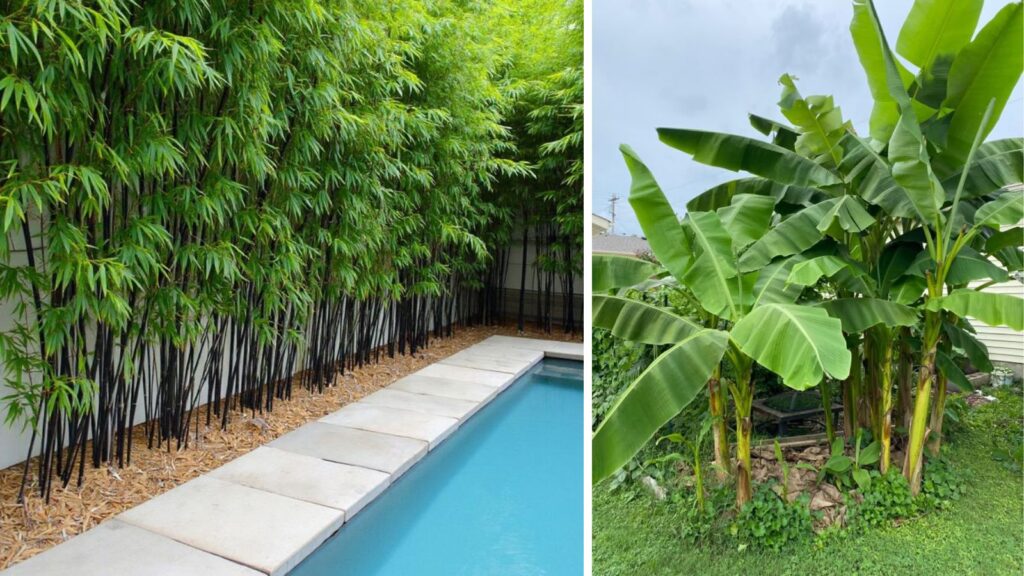 7 Garden Plants That Can Increase the Chances of Snake Sightings and How to Keep Your Garden Safer