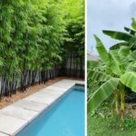 7 Garden Plants That Can Increase the Chances of Snake Sightings and How to Keep Your Garden Safer