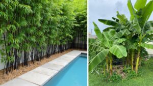 7 Garden Plants That Can Increase the Chances of Snake Sightings and How to Keep Your Garden Safer