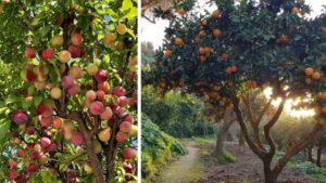 How to Grow a Peach Tree in Your Garden This Monsoon: A Step-by-Step Guide