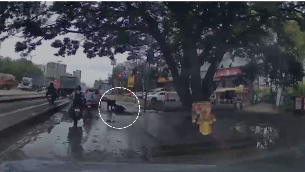 Pune: Man Falls Into Waterlogged Pothole on Punawale Service Road, Viral Video Sparks Safety Concerns