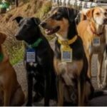 Pune: PMC Microchips Over 1,500 Stray Dogs In Latest Drive