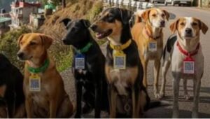 Pune: PMC Microchips Over 1,500 Stray Dogs In Latest Drive