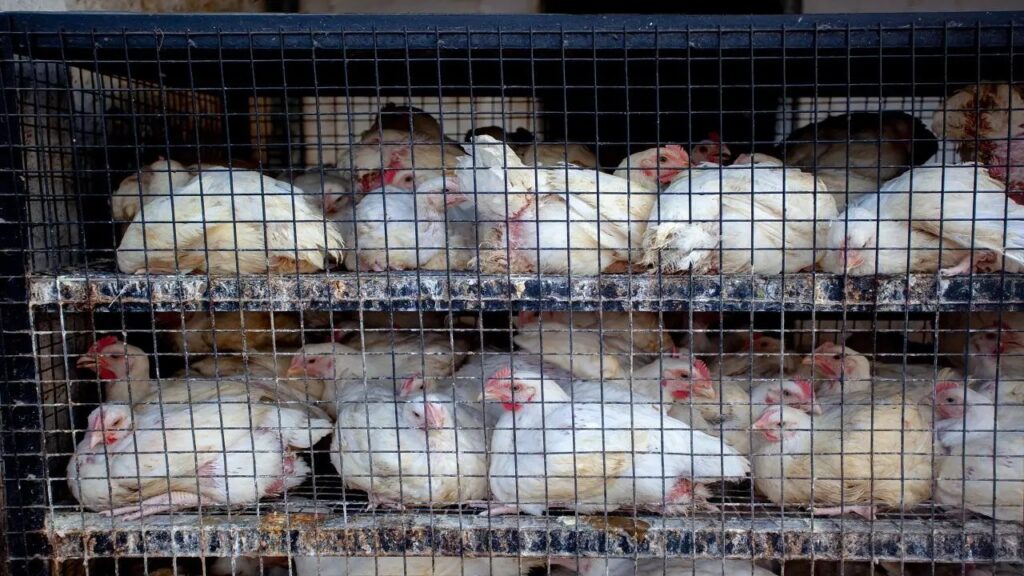 Pune: 800 Live Chickens Worth ₹1.6 Lakh Stolen From Parked Tempo In Camp