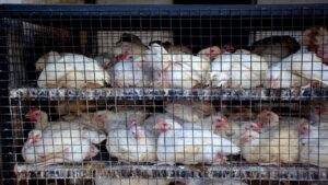 Pune: 800 Live Chickens Worth ₹1.6 Lakh Stolen From Parked Tempo In Camp