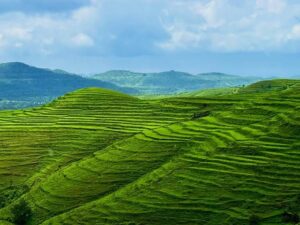 Looking For A Crowd-Free Monsoon Escape? 'This' Plateau Offers Nature At Its Best