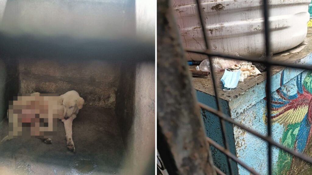 PCMC Animal Shelter Under Fire Over Neglect, Unhygienic Conditions And Delayed Treatment Of Injured Animals