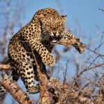 Pune: Five-Year-Old Girl Killed In Leopard Attack While Sleeping Outside Farm In Shirur