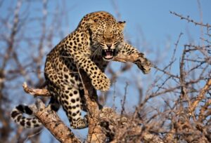 Pune: Five-Year-Old Girl Killed In Leopard Attack While Sleeping Outside Farm In Shirur