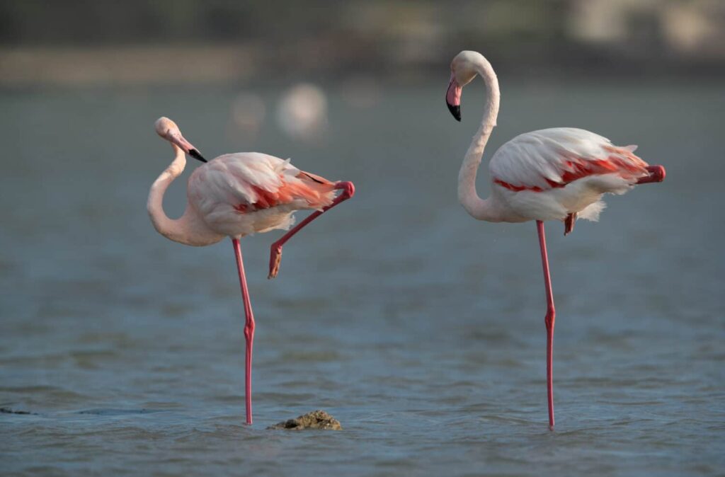 Why Do Flamingos Stand on One Leg? The Surprising Science Behind This Unique Behaviour