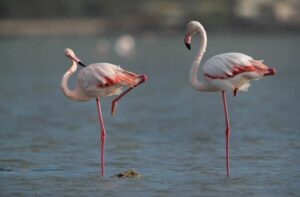 Why Do Flamingos Stand on One Leg? The Surprising Science Behind This Unique Behaviour