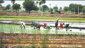 26,200 Farmers Across Pune Division Embrace Natural Farming; ₹13.95 Crore Subsidy Boosts Sustainable Agriculture