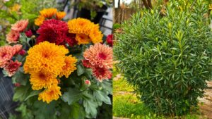 Indoor Plants That May Help Keep Cockroaches Away Naturally