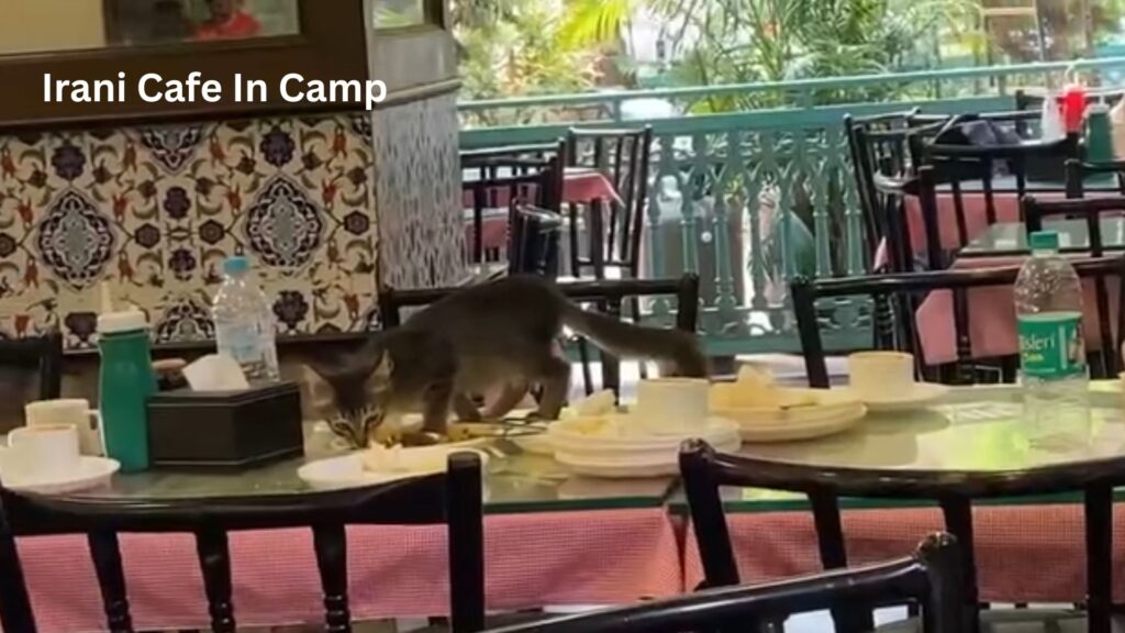 Pune: Video Of Cat Eating From Customer's Table At Irani Cafe In Camp Sparks Hygiene Concerns