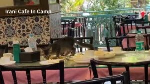 Pune: Video Of Cat Eating From Customer's Table At Irani Cafe In Camp Sparks Hygiene Concerns