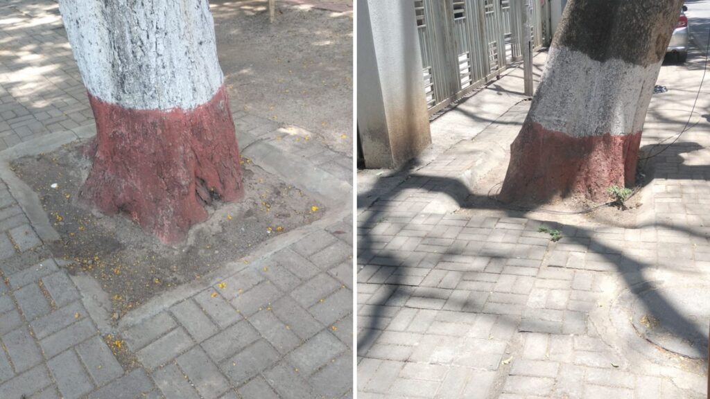 Pune: Residents Urge PMC To Restore Open Soil Around Trees To Prevent Monsoon Tree Falls