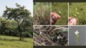 Pune: New Plant Species ‘Canscora Agni’ Discovered On Sus Hill, Highlighting Importance Of Savanna Ecosystems