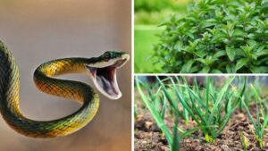 These 4 Plants Help Keep Snakes Away From Your Home During Monsoon